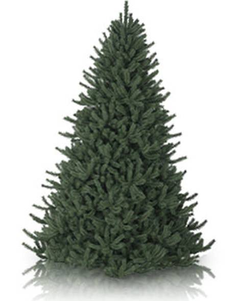 Vermont White Spruce Tree- child-1